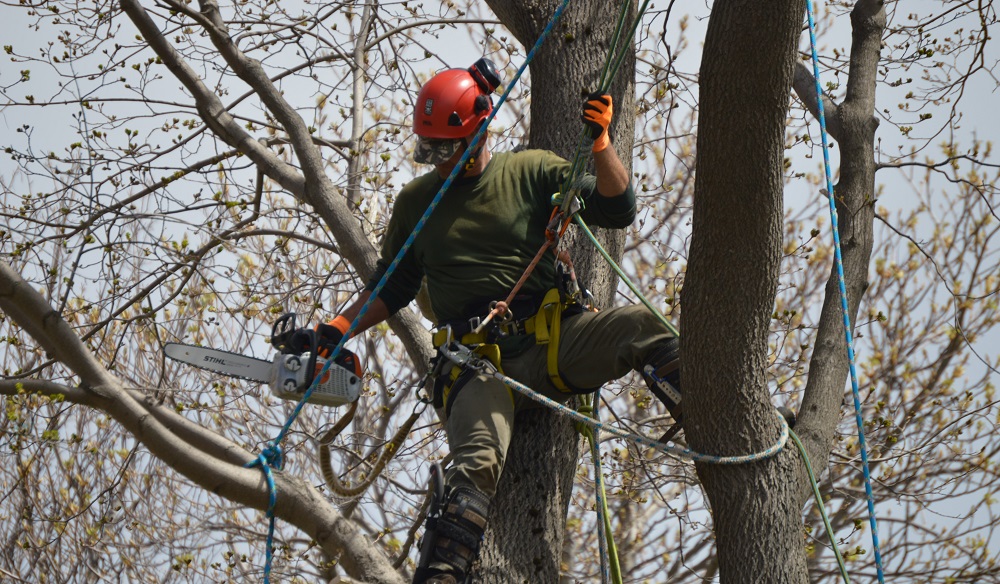 tree removal services in St. John's